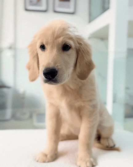 🍎 Chloe: Cream Gold Golden Retriever 🇸🇬 (Girl)