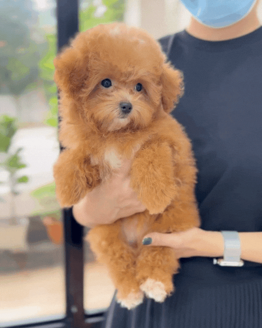 🐥 Ari: Brown Maltipoo 🇸🇬 (Girl)