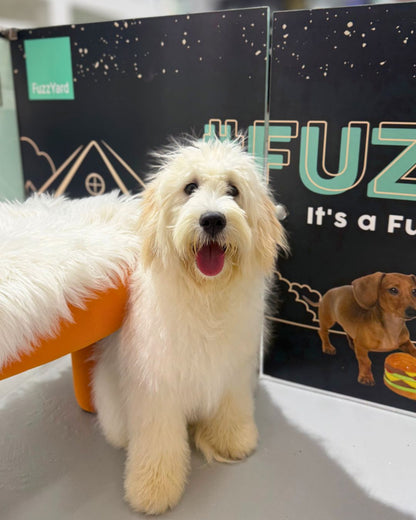 ☁️ Nana: Cream Chow Doodle 🇸🇬 (Girl)
