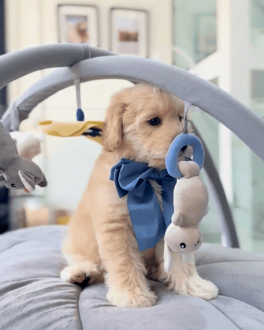 🍮🐾 Jelly: Cream Mini Golden Doodle 🇸🇬 (Girl)