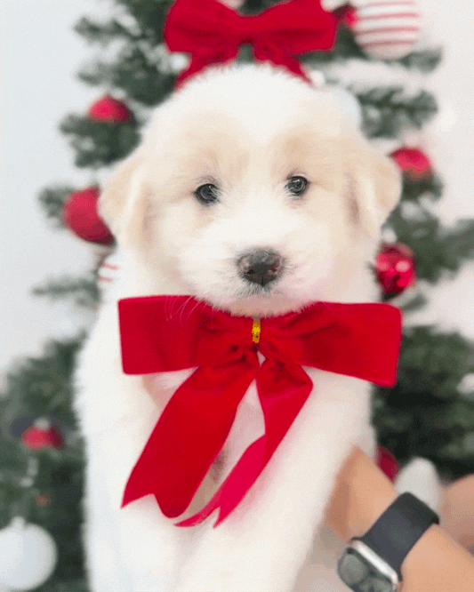 🐻‍❄️ Fafa 发发: Cream Mini Chow Spitz Doodle 🇸🇬 (Girl)