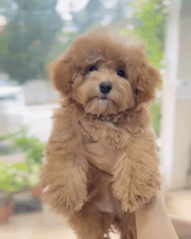 🥨 Cinnamon: Brown Maltipoo 🇸🇬 (Girl)