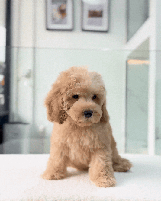 🧸🤎 Tomi: Brown Toy Cockapoo 🇸🇬 (Boy)