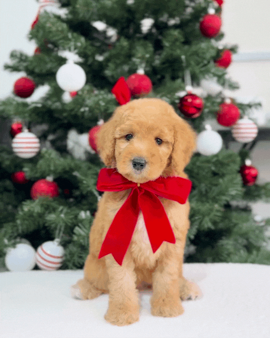 🌟✨Starla: Parti Cream Brown & White Miniature Poodle 🇸🇬 (Girl)