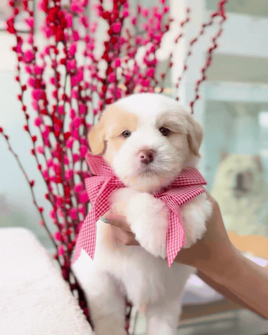 🍊🍊Ju Ju 桔桔: Parti Chowpoo 🇸🇬 (Boy)