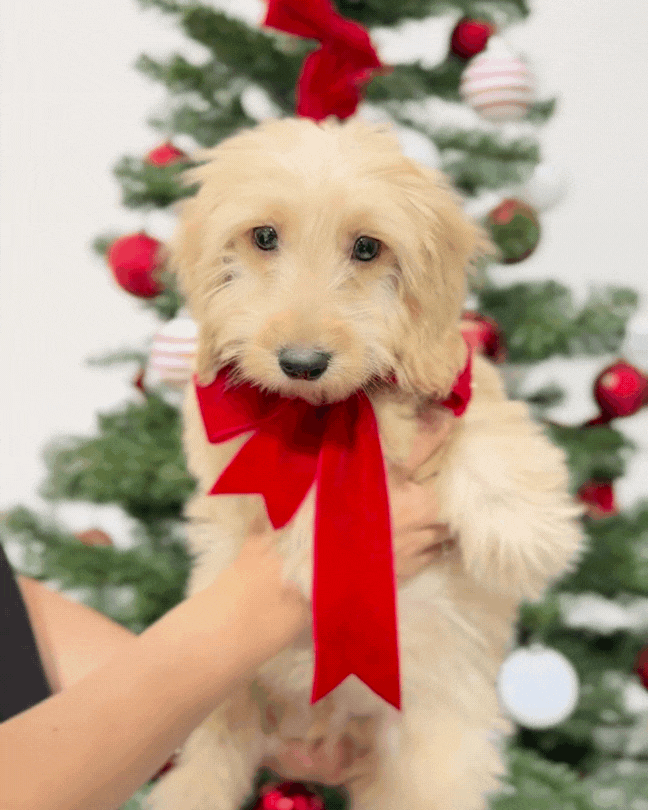 ⭐️ Macchi: Mini Cream Silky Multi-Gen F1BB Golden Doxie 🇸🇬 (Boy)