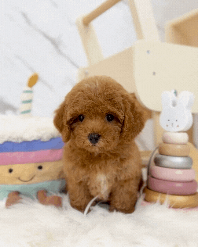 ✨ Rosie: Brown Tiny Maltipoo 🇸🇬 (Girl)