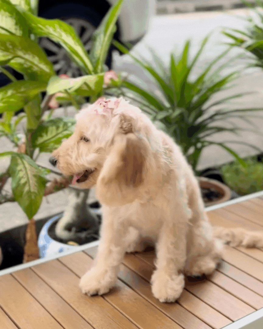 🍒 Cherrie: Cream Brown Silky Golden Doxie 🇸🇬 (Girl) *