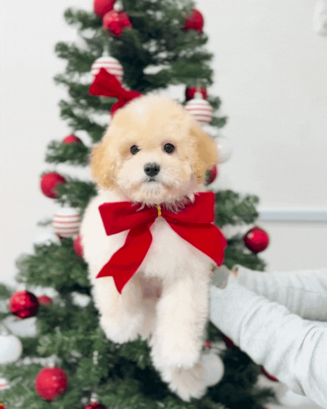 ☁️ Mila: Cream Toy Maltipoo 🇸🇬 (Girl)