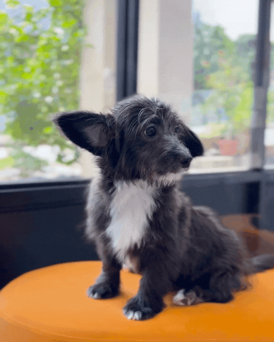 😜 Tom: Black Sable Corgitz 🇸🇬 (Boy)
