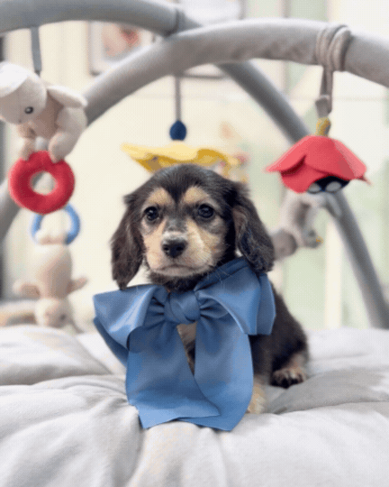 🌭 Sugar: Black & Cream Long Haired Dachshund 🇸🇬 (Girl)