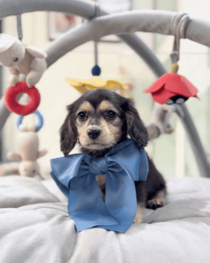 🌭 Sugar: Black & Cream Long Haired Dachshund 🇸🇬 (Girl)