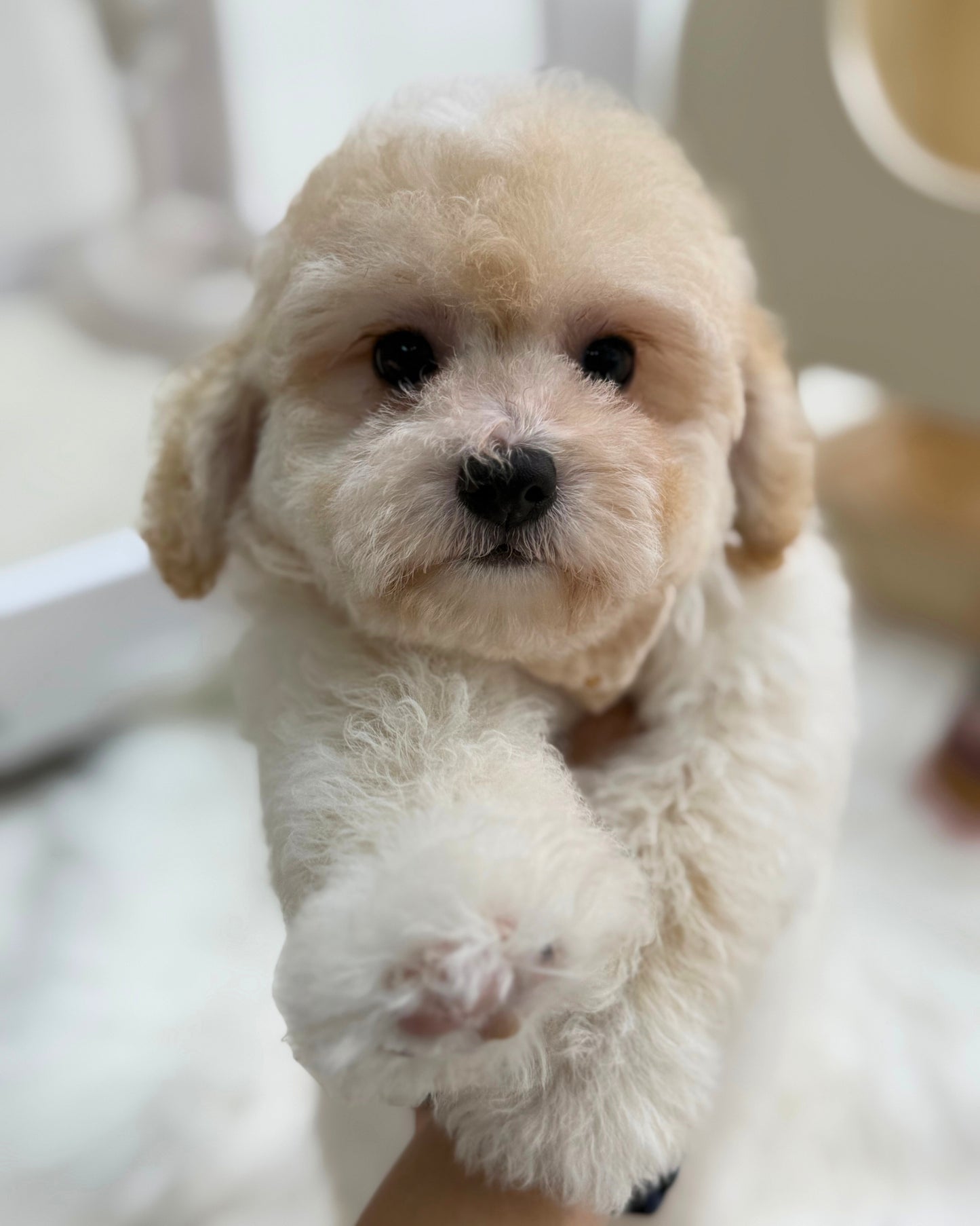 ☁️ Mila: Cream Toy Maltipoo 🇸🇬 (Girl)