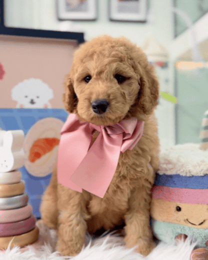 🧸☁️ Roku: Cream Brown F1BB Mini Petite Golden Doodle 🇸🇬 (Boy)