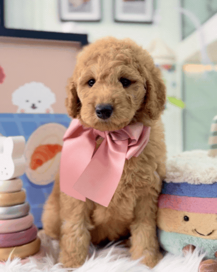 🧸☁️ Roku: Cream Brown F1BB Mini Petite Golden Doodle 🇸🇬 (Boy)