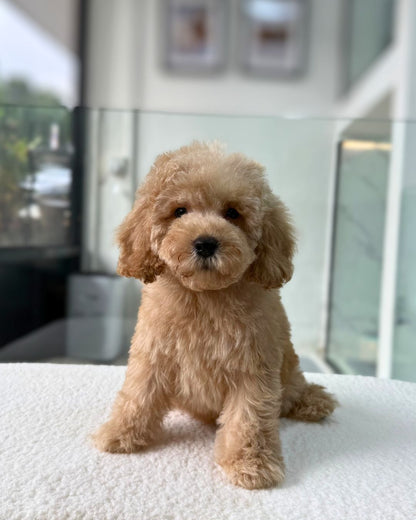 🧸🤎 Tomi: Brown Toy Cockapoo 🇸🇬 (Boy)