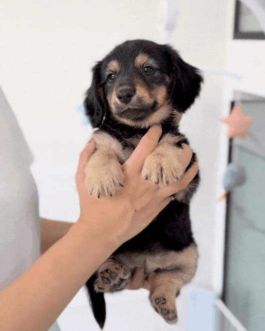 Image 9: 🐾 Alan: Black & Tan Golden Doxie 🇸🇬 (Boy)