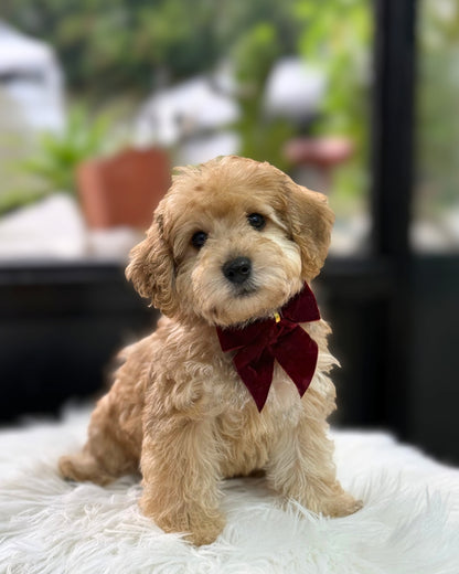 🌰 Maron: Sable Schnoodle 🇸🇬 (Boy)