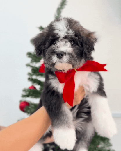 ⚡️Stormi:  Mini Parti Black & White Husky Doodle 🇸🇬 (Girl)