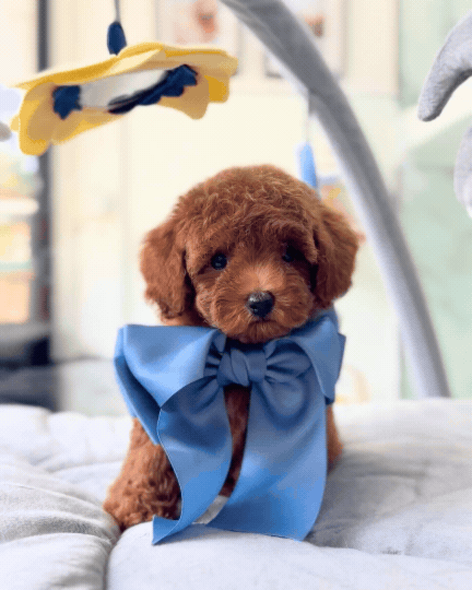 🩷✨ Rosie: Brown Toy Poodle 🇸🇬 (Girl)