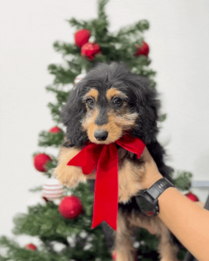 ⭐️ Mocha: Mini Black & Cream Silky Multi-Gen F1BB Golden Doxie 🇸🇬 (Girl) *