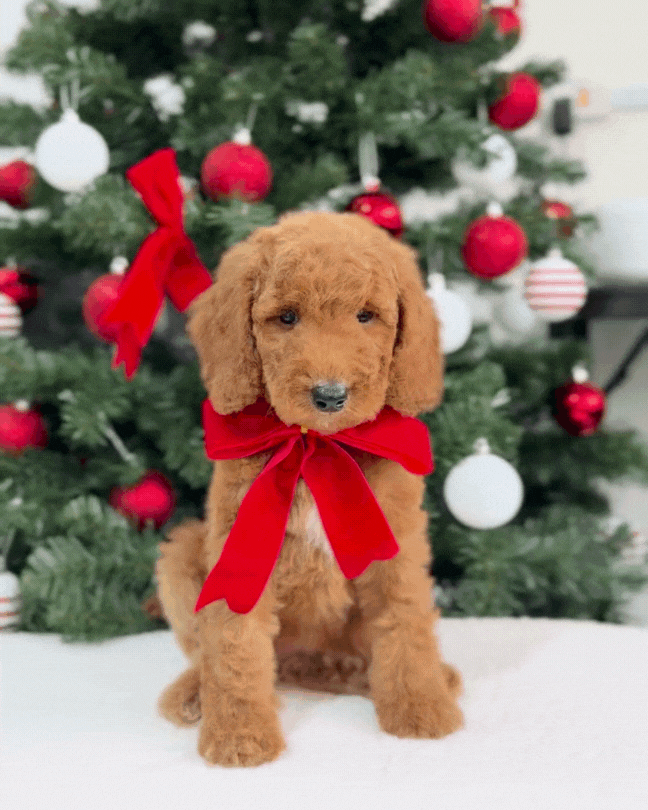 🍂✨ Aspen: Brown Miniature Poodle 🇸🇬 (Boy)