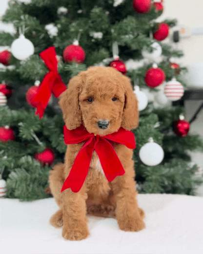 🍂✨ Aspen: Brown Miniature Poodle 🇸🇬 (Boy)