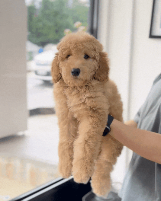 🧸 Teddy: Brown Golden Doodle F1BB 🇸🇬 (Boy)