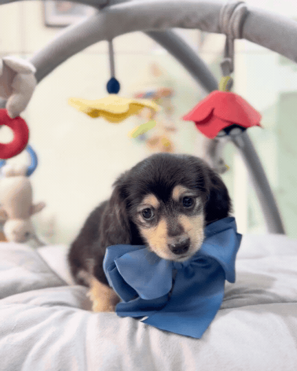 🌭 Sani: Black & Cream Long Haired Dachshund 🇸🇬 (Boy)