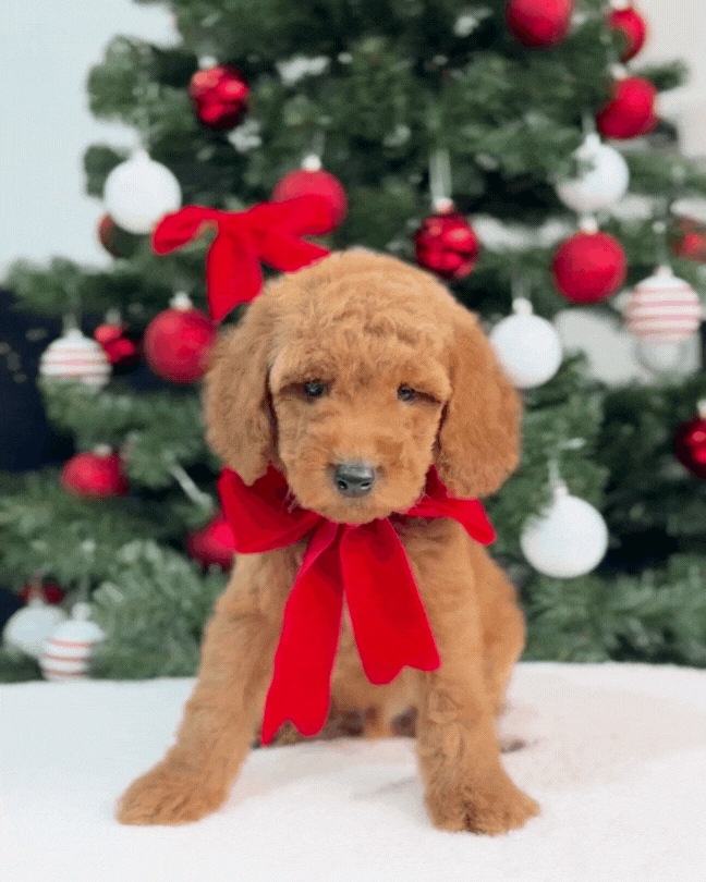 ⭐✨ North: Brown Miniature Poodle 🇸🇬 (Boy)