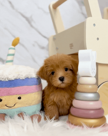 ✨Daisy: Brown Tiny Maltipoo 🇸🇬 (Girl)