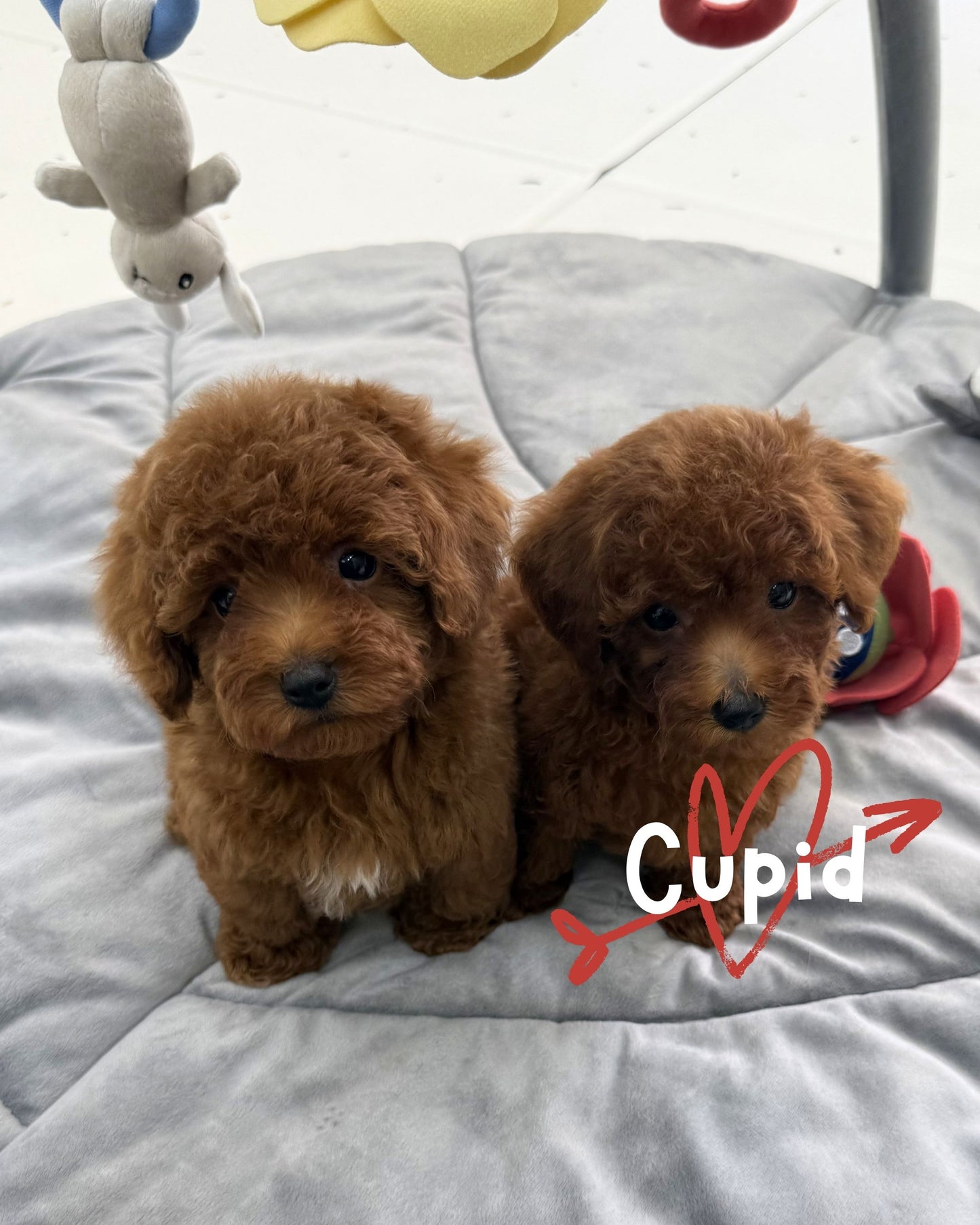 💘 Cupid: Red Tiny Toy Poodle 🇸🇬 (Girl)