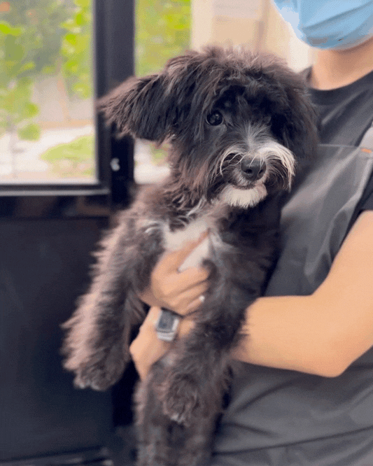 🐾 Sesame: Parti Black & White Maltipoo 🇸🇬 (Boy)