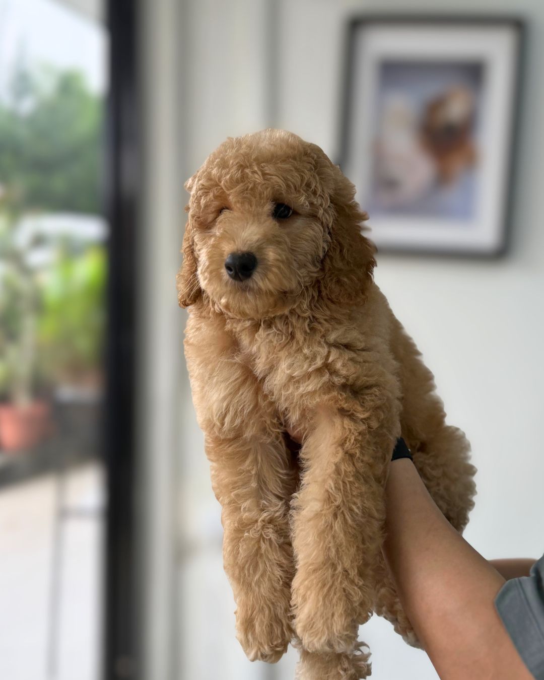 🧸 Teddy: Brown Golden Doodle F1BB 🇸🇬 (Boy)