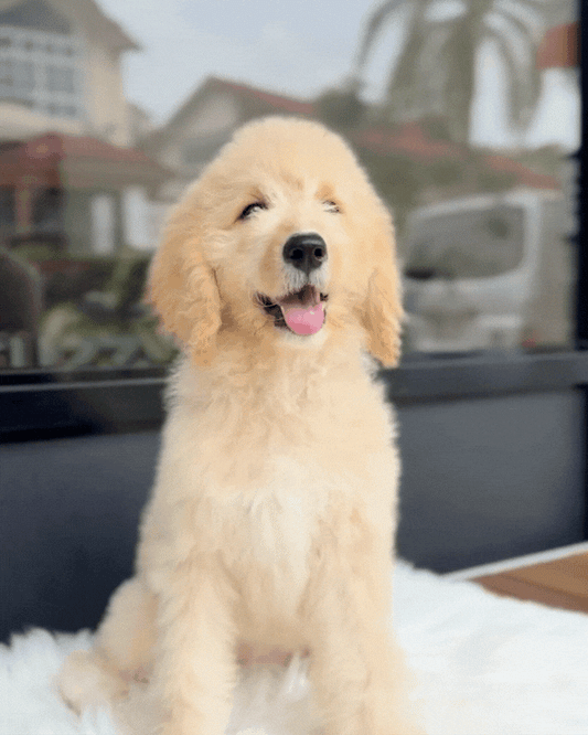 💞 Joy: Cream Brown Mini English Golden Doodle 🇸🇬 (Girl)
