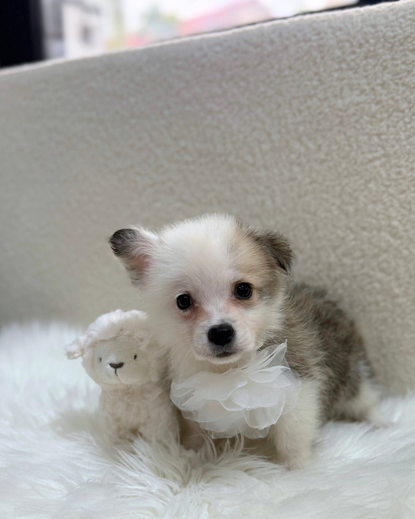 🩶🤍5️⃣🐾Five: Tri Colour Corgitz 🇸🇬 (Boy)