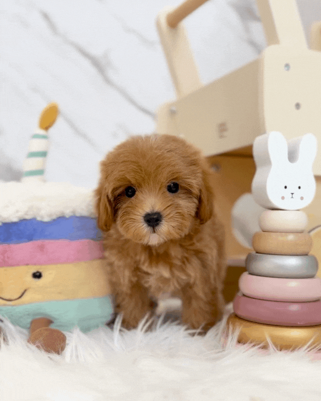 ✨Lily: Brown Tiny Maltipoo 🇸🇬 (Girl)