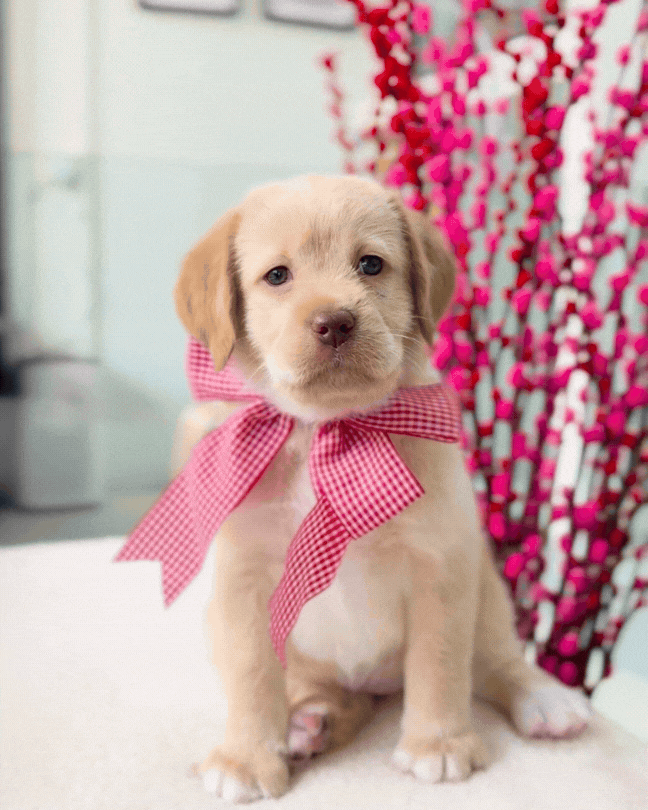 🥐🍫✨Croissant: Golden Cream Mini Labradoodle 🇸🇬 (Girl)