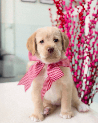 🥐🍫✨Croissant: Golden Cream Mini Labradoodle 🇸🇬 (Girl)