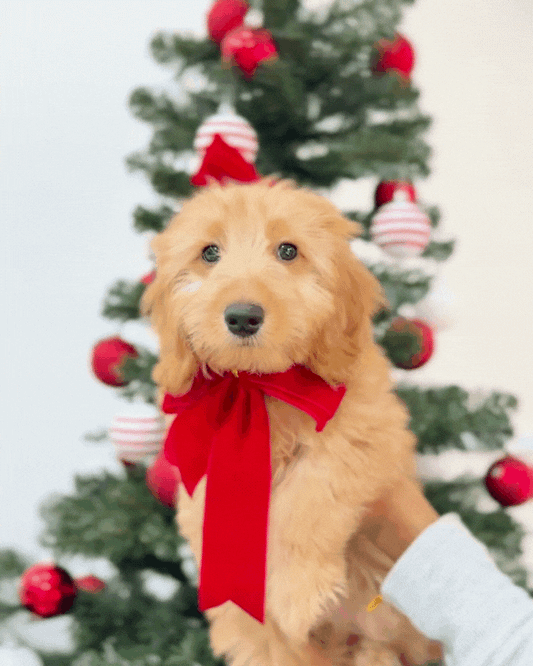 ⭐️ Cino: Mini Cream Silky Multi-Gen F1BBGolden Doxie 🇸🇬 (Girl)