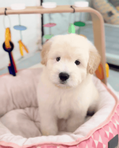 🪐 Space: Cream Chow+Spitz+Poo 🇸🇬 (Boy)