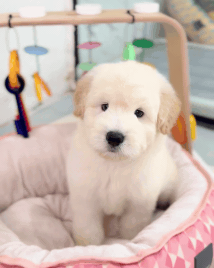 🪐 Space: Cream Chow+Spitz+Poo 🇸🇬 (Boy)