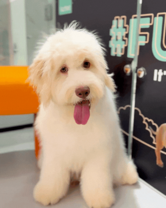 ☁️ Anderson: Cream Chow Doodle 🇸🇬 (Boy)