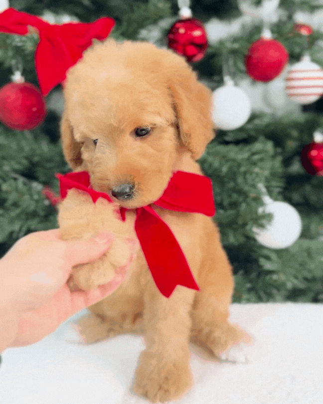 ⭐💫  Noel: Brown Miniature Poodle 🇸🇬 (Boy)