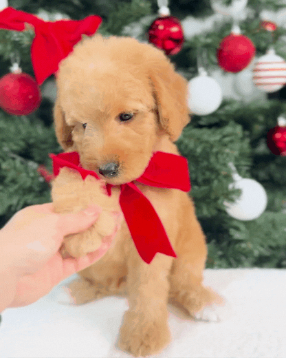 ⭐💫  Noel: Brown Miniature Poodle 🇸🇬 (Boy)