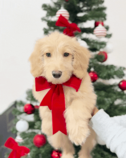 ⭐️ Latte: Mini Cream Silky Multi-Gen F1BB Golden Doxie 🇸🇬 (Boy)