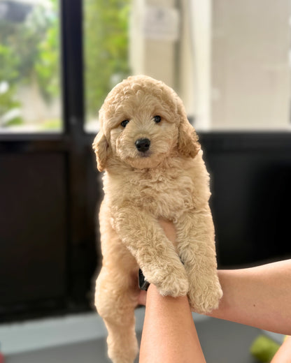 💘 Bori: Brown Mini Golden Doodle F1BB 🇸🇬 (Girl)