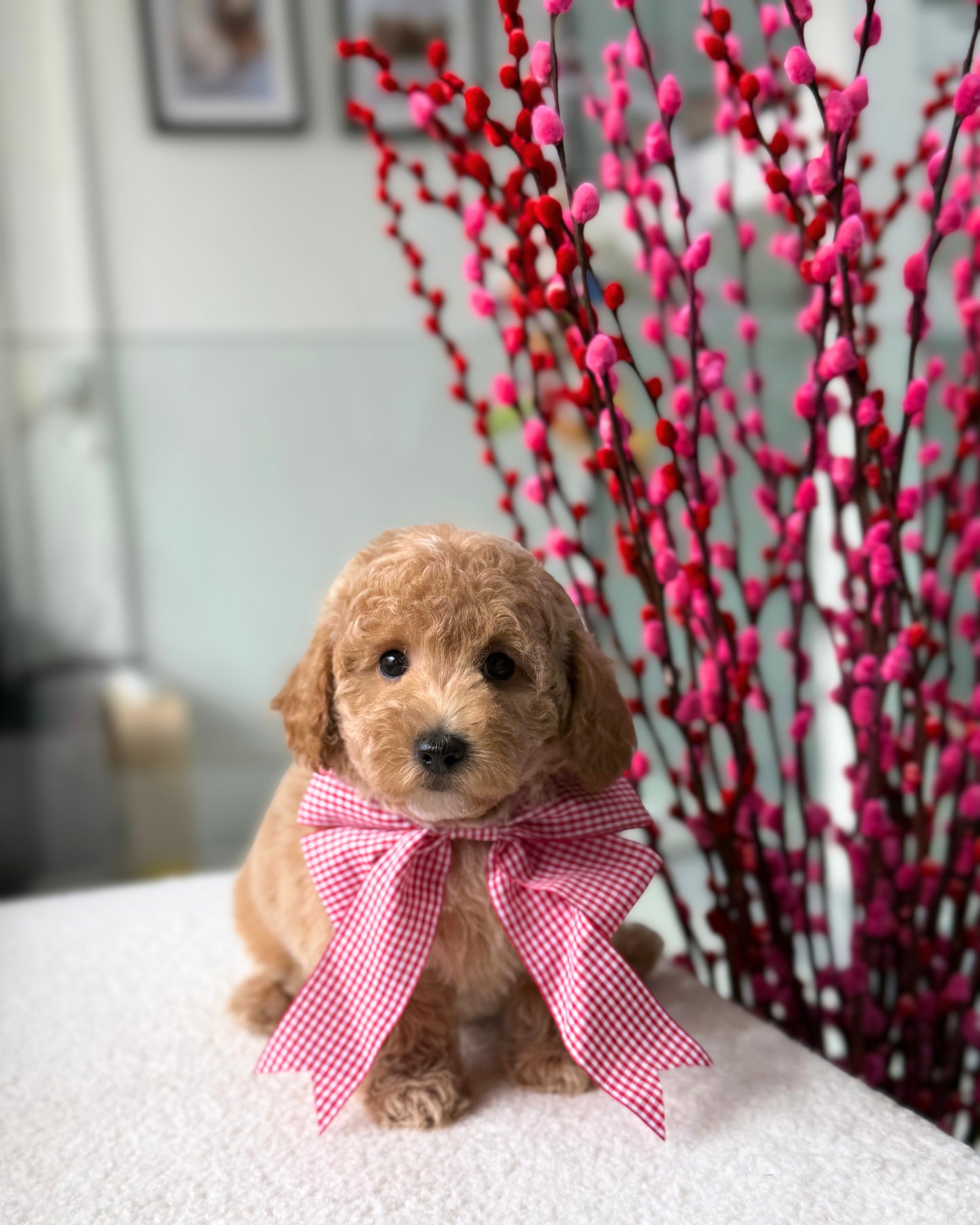 🎶🧸 Remi: Brown Toy Bichonpoo 🇸🇬 (Girl)