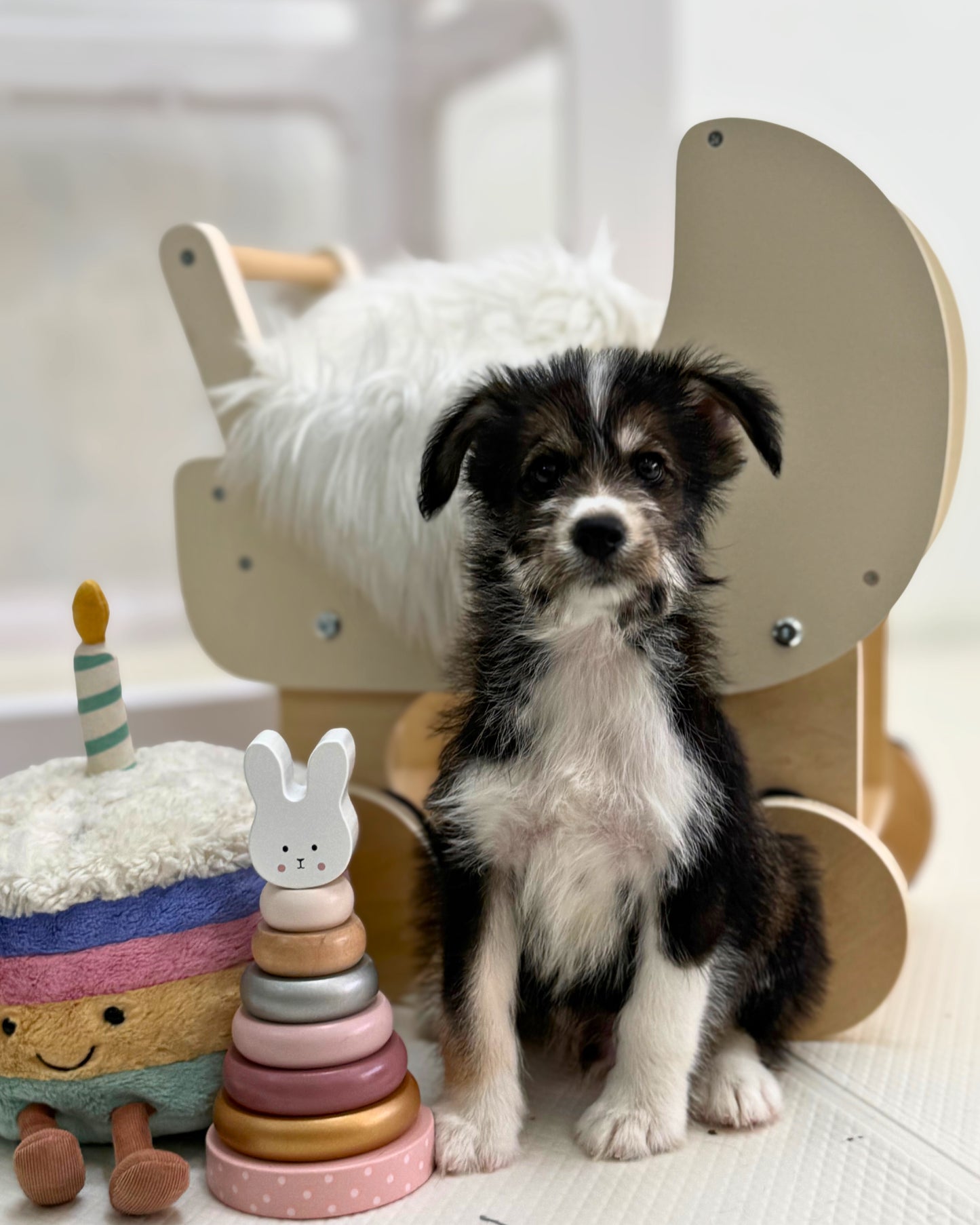 🐺Jaguar: Mini Parti Black & White Husky Doodle 🇸🇬 (Boy)