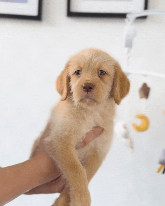 🦁 Cub: Yellow Mini Labradoodle 🇸🇬 (Girl)
